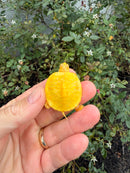 Albino Florida Red Bellied Turtle 2026