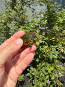 Florida Red Bellied Turtle X Peacock Slider