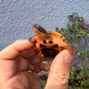 Vietnamese Three-striped Box Turtle