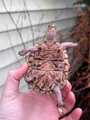 HI YELLOW Florida Box Turtle
