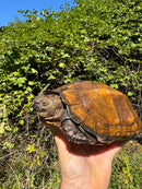 Keeled Box Turtle Adult Female
