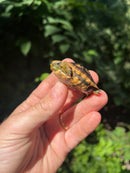 Pancake Tortoise Baby