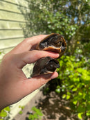 Loggerhead Musk Turtle Adult Pair