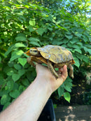 Homes Hinge-back Tortoise Adult Pair