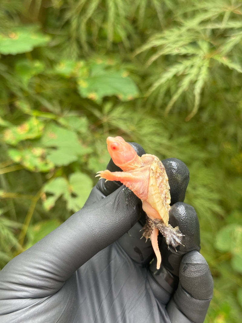 Paradox Albino Common Snapping Turtle 2025