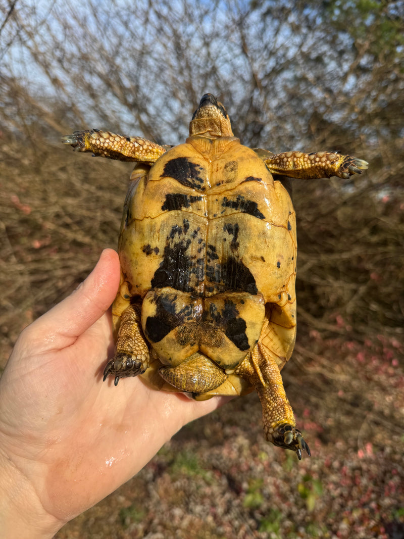 Libyan Greek Tortoise Adult Male