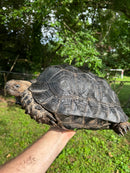 Burmese Black Mountain Tortoise Female