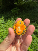 Orange Flame Baby Florida Red Bellied Turtle 2025