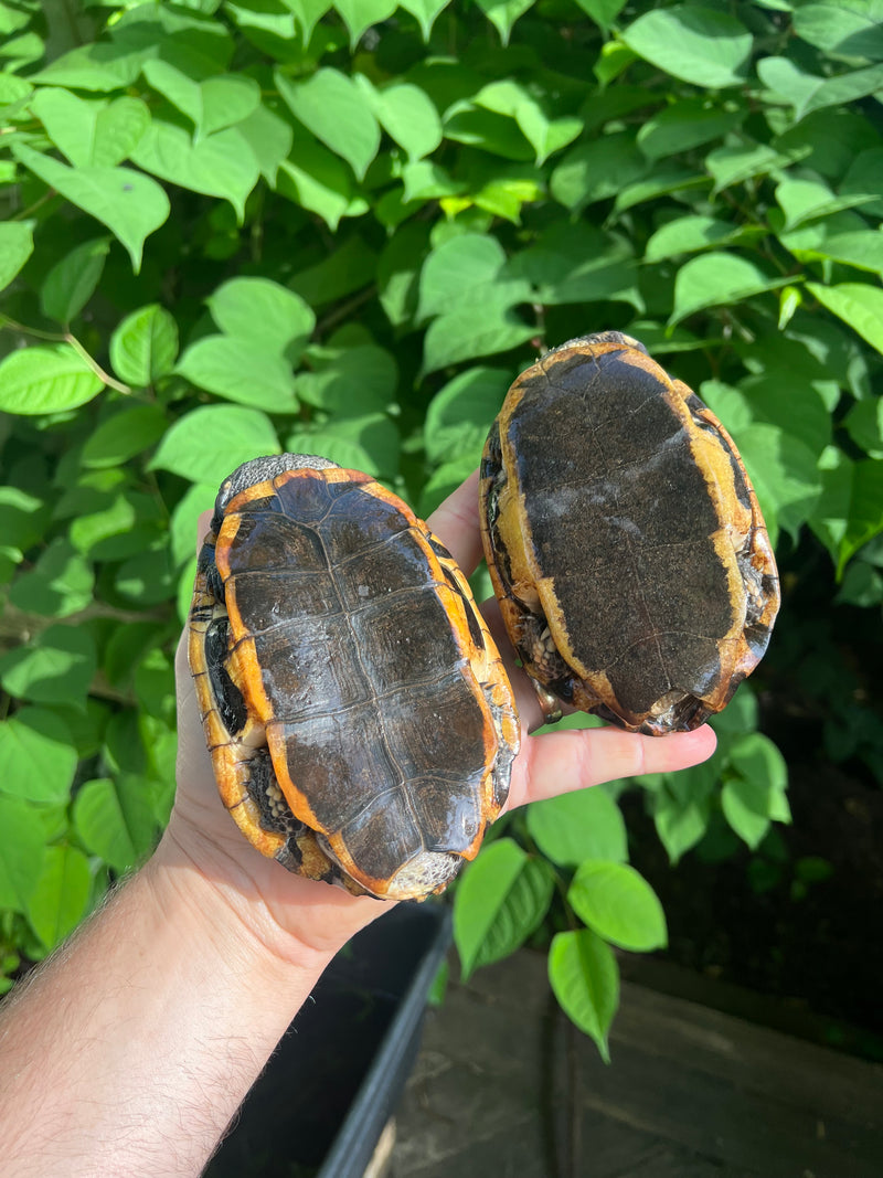 Twist-necked Turtle LTC Pair