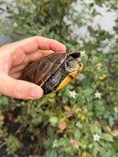 Franco-Italian Pond Turtle Adult Female