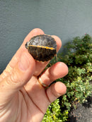 Pastel  Southern Painted Turtle 2026