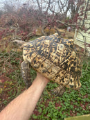 South African Giant Leopard Tortoise Adult Female