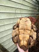 Adult Mata Mata Male