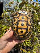 Libyan Greek Tortoise Adult Male