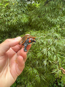 Red-headed Amazon River Turtle