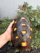 Red Foot Tortoise Adult Male