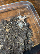 Red Chilean Rose Hair Tarantula (2 inch)  (Grammostola rosea)