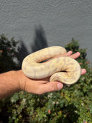 Banana Ball Python Mixed Morph Female