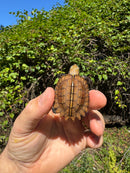 Keeled Box Turtle Baby 2025