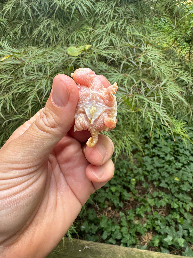 Baby Albino Common Snapping Turtle 2025 Pig Tail