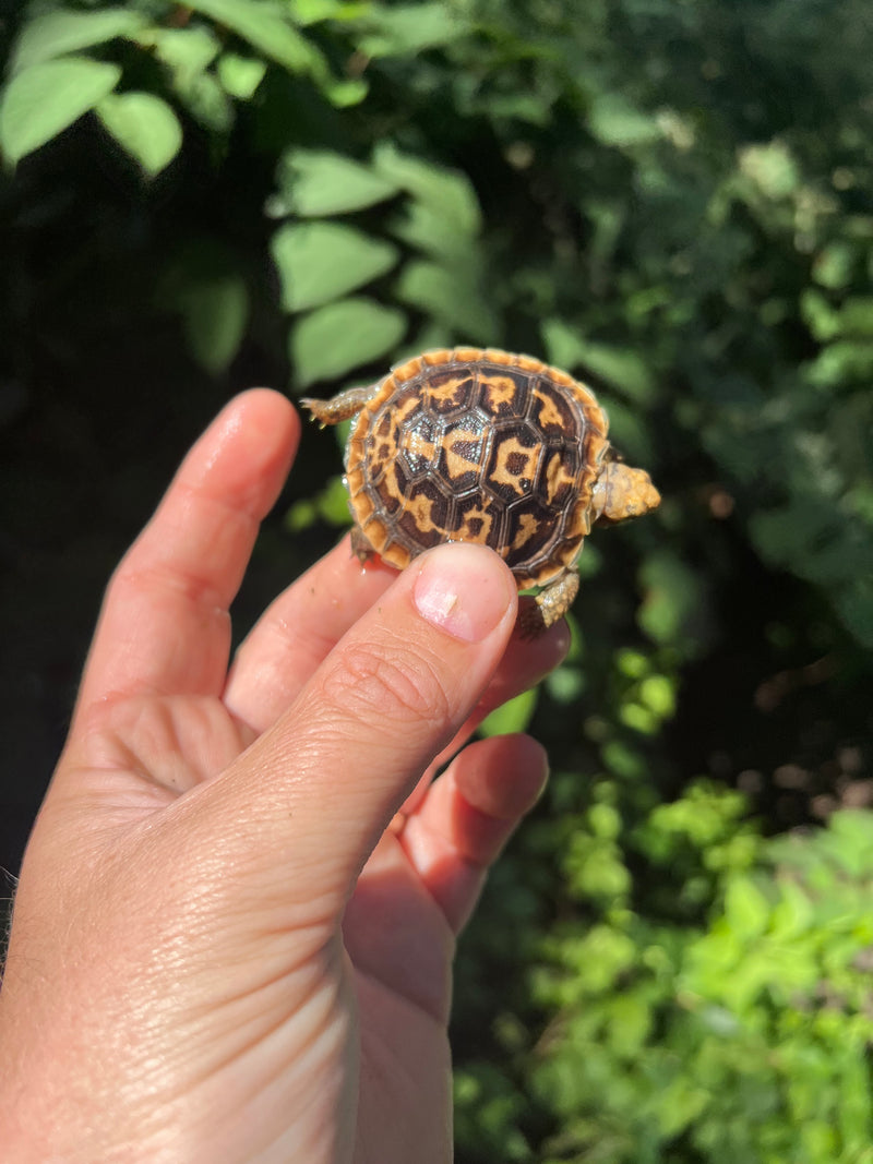 Pancake Tortoise Baby #5 (Malacochersus tornieri)