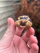 Sri Lankan Star Tortoise Female