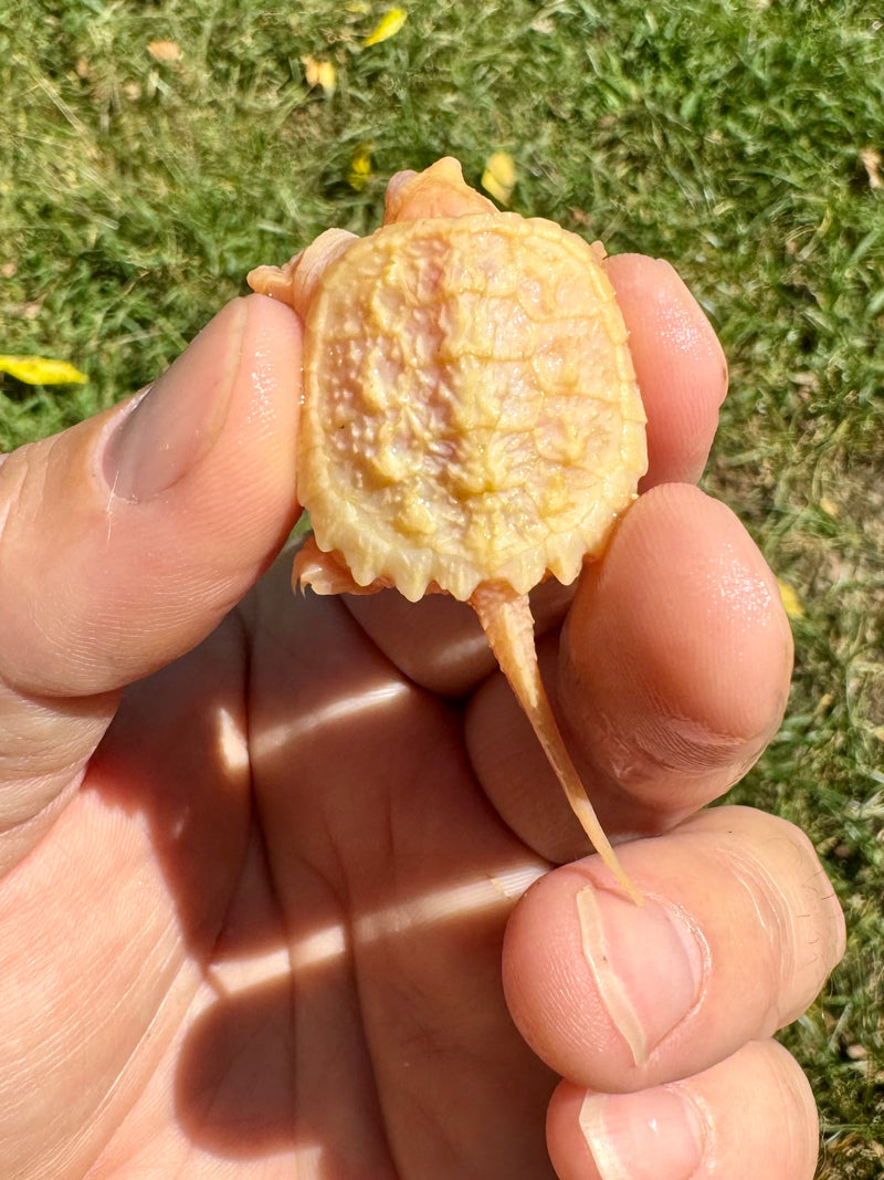 Baby Albino Common Snapping Turtle (One Eyed) (Chelydra serpentina)