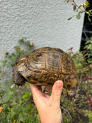 Mesopotamian Greek Tortoise Adult Female
