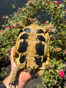 Eastern Hermann's Tortoise Adult Female