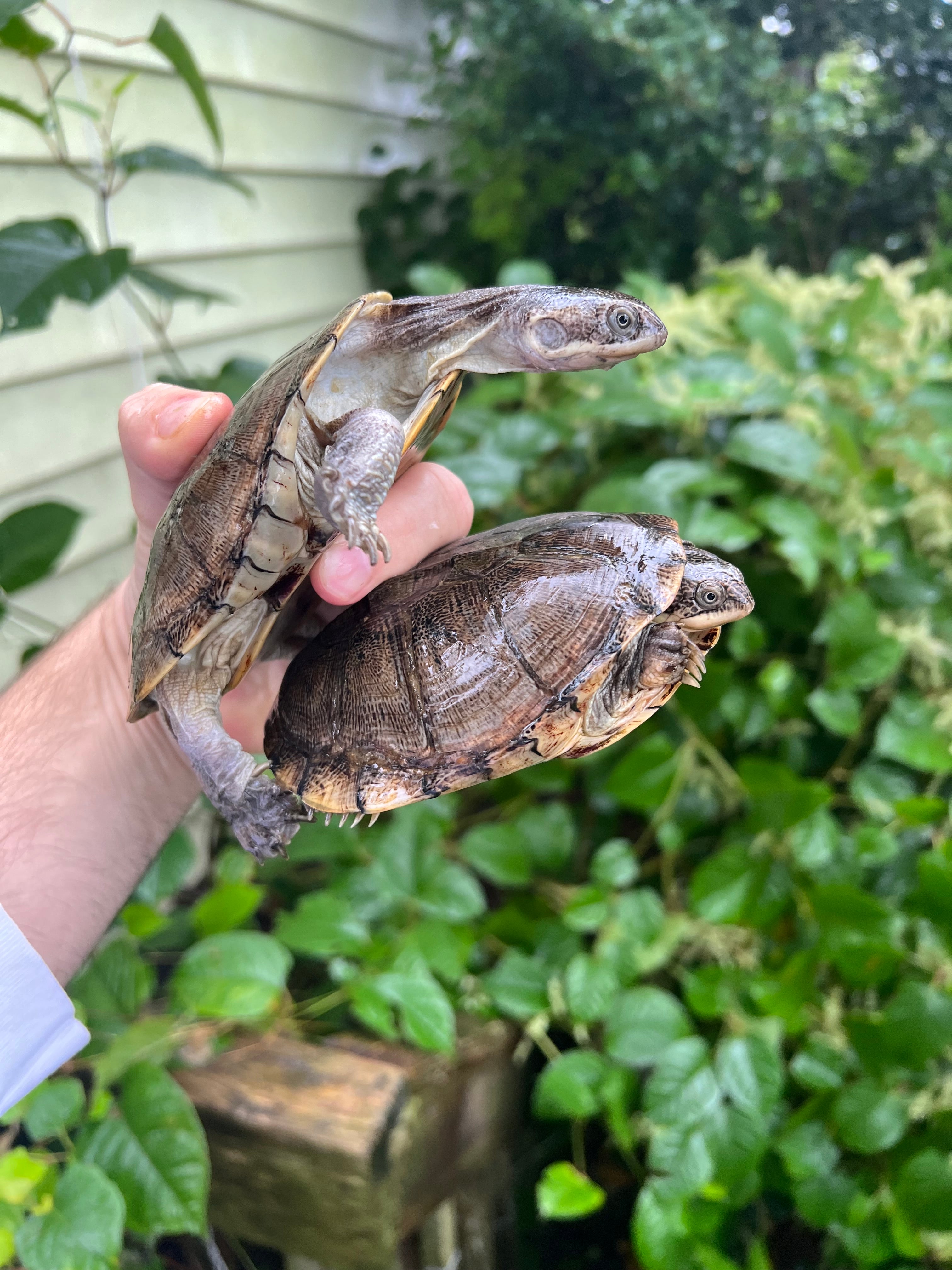 Adanson's Mud Turtles For Sale | American Reptile Distributors