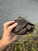 Burmese Black Mountain Tortoise Female