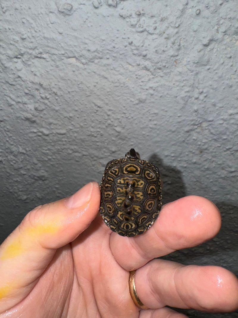 Hi White Concentric Diamondback Terrapin 2024