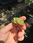 Pastel Clown Red Eared Slider Turtle 2025