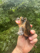 Vampire Musk Turtle Adult Female