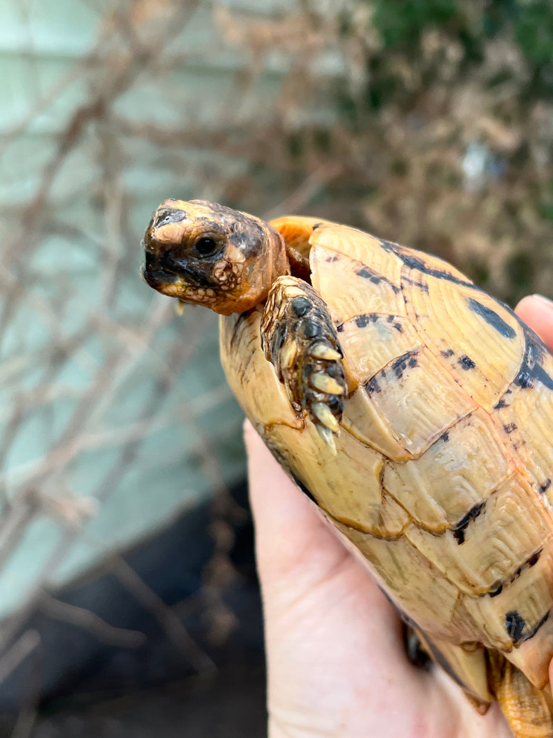 Jordanian Golden Greek Tortoise Female