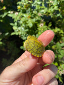 Mitch Clown Red Eared Slider Turtle
