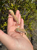 Giant Dune Gecko Adults (Stenodactylus petrii)