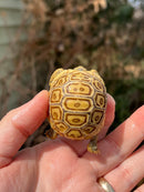 Leopard Tortoise 2024