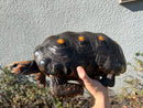 Barbados Red Foot Tortoise Adult Male