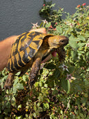 Eastern Hermann's Tortoise Adult Male