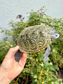 Concentric Diamondback Terrapin Adult Female