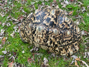 South African Giant Leopard Tortoise Adult Female