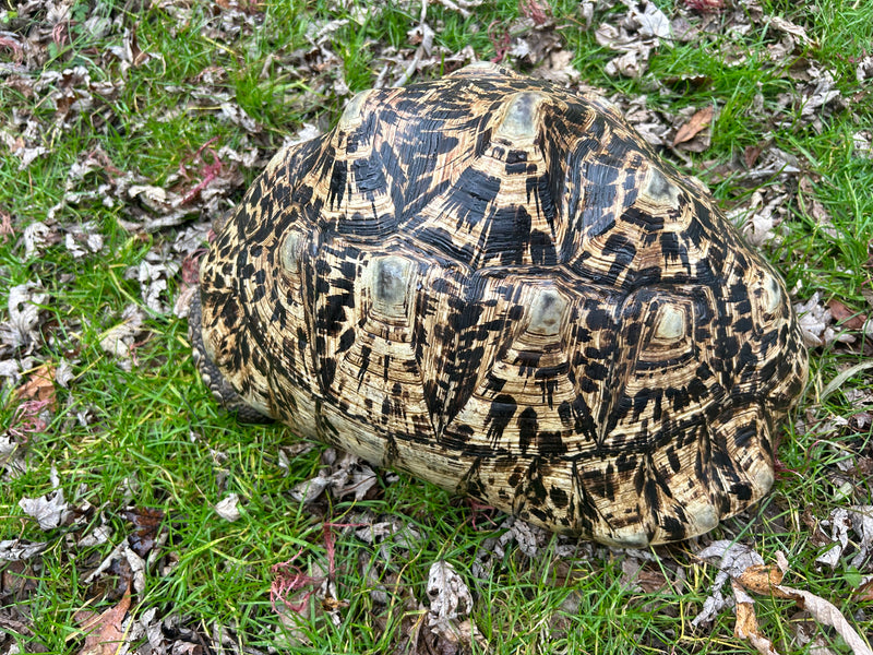 South African Giant Leopard Tortoise Adult Female