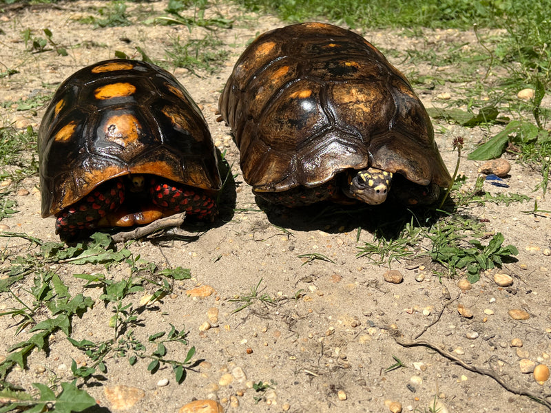 Suriname Red Foot Tortoise Adult Pair 7 XXL (Chelonoidis carbonaria)