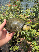Sicilian Pond Turtle Adult Pair