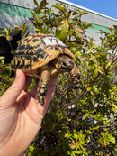 Libyan Greek Tortoise Adult Male