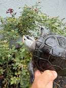 Adult Mississippi Diamondback Terrapin Female