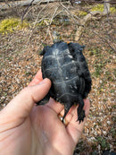 Japanese Pond Turtle 1.3 (Mauremys japonica) (Priced As Group