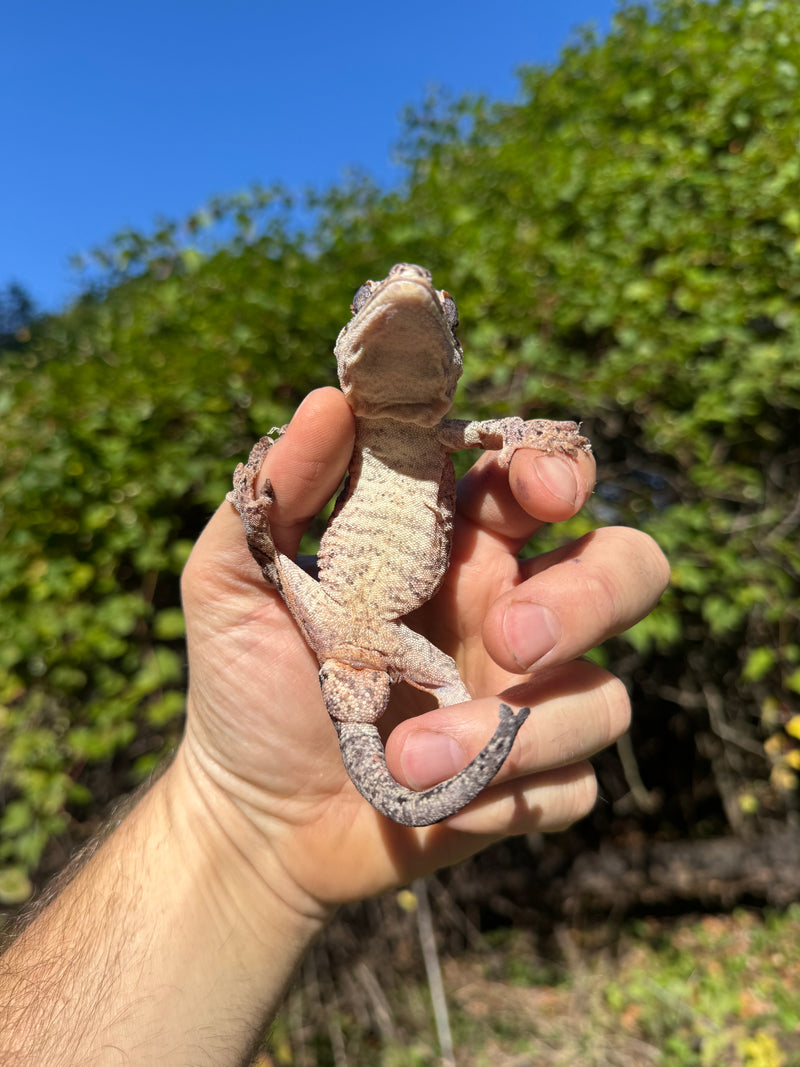 Gargoyle Gecko Adult Male