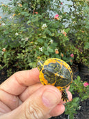Golden Flame Florida Red Bellied Turtle 2026